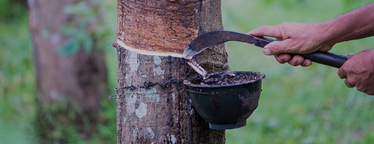 What is Sustainable Natural Rubber?