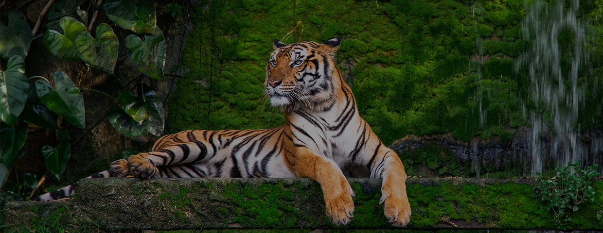 Tiger sitting on a rock