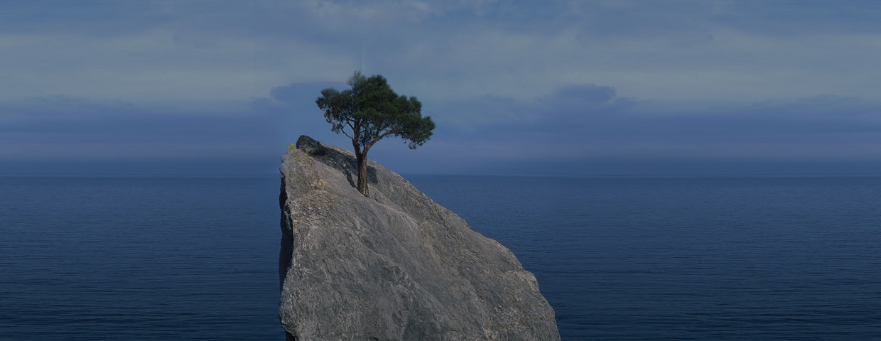 Tree that fights for life on a rock