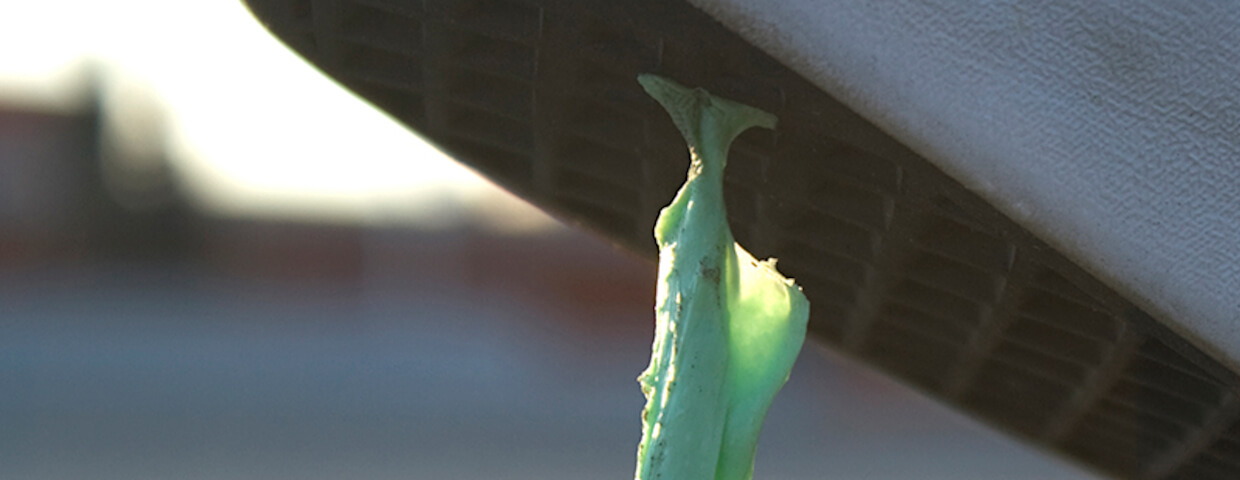 A chewing gum pulls threads on a sole