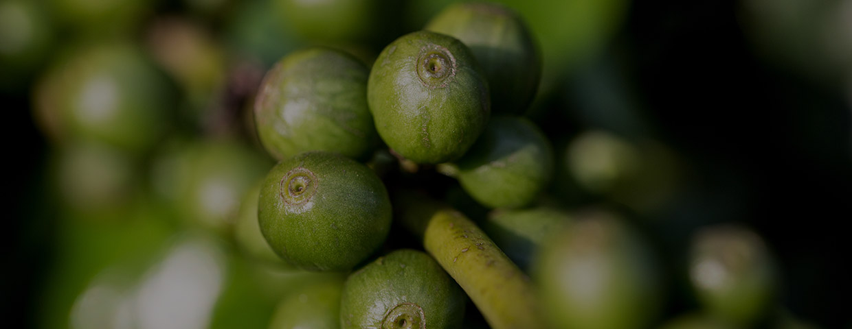 green coffee beans