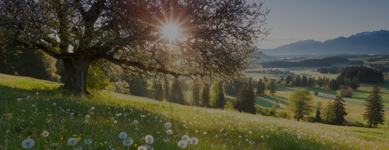 Backlight view through apple tree, summer meadow in bavaria