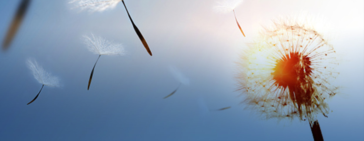 Blossoming dandelions scattering their seeds in the wind