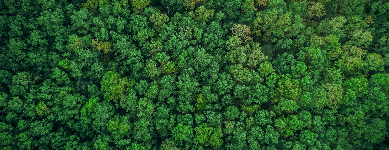 Forest, Sustainable Resources, Aerial View, Tree