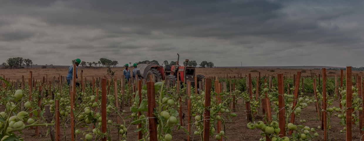 Tomatoes Plantation Still Green In Africa Tractor And Farmers In Background