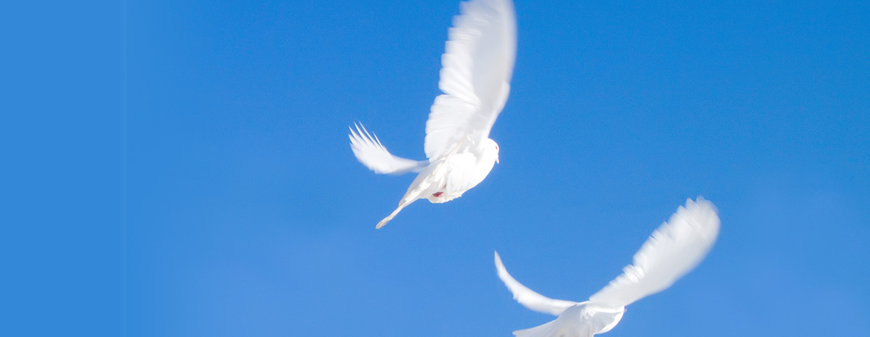 Two Flying Doves