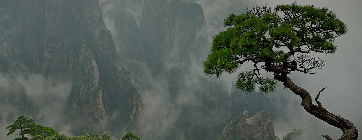 Remote Huangshan Pine